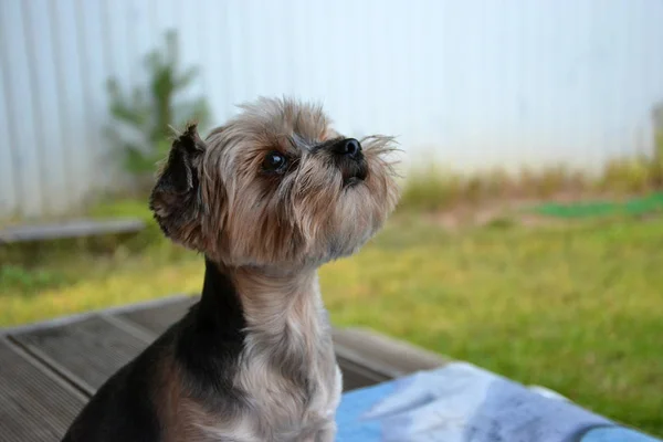 Yorkshire Terrier Sitting Blue Blanket — Stock Photo, Image