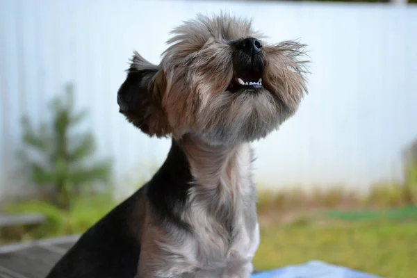 Yorkshire Terrier Sitting Blue Blanket — Stock Photo, Image