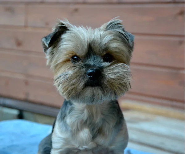 Yorkshire Terrier Siedząc Niebieskim Kocem — Zdjęcie stockowe