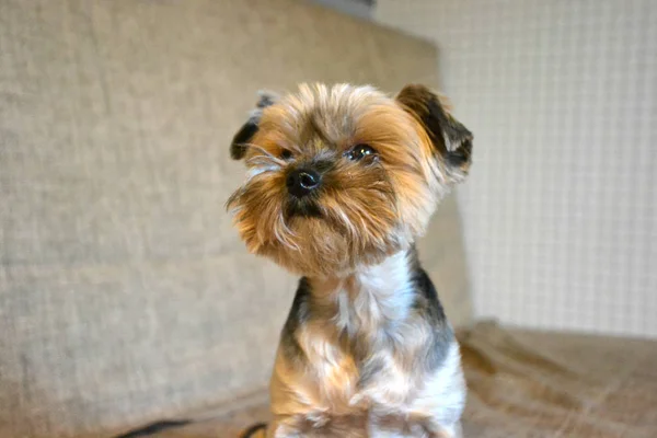 Yorkshire Terrier Sitting Couch — Stock Photo, Image