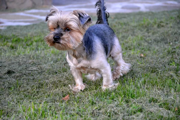 Yorkshire Terrier Spacer Zielonej Trawie Obraz Stockowy