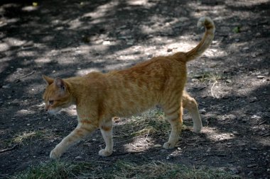 Vahşi kırmızı kedi