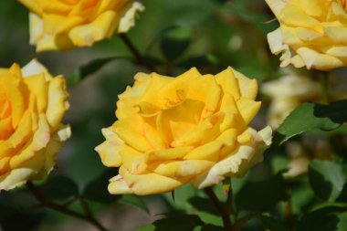 bahçede yeşil zemin üzerine gül sarı