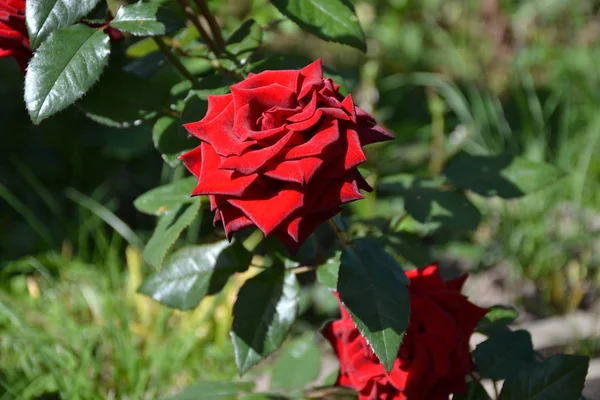 Růže Žlutá Růže Červené Sametové Zeleném Pozadí Zahradě — Stock fotografie