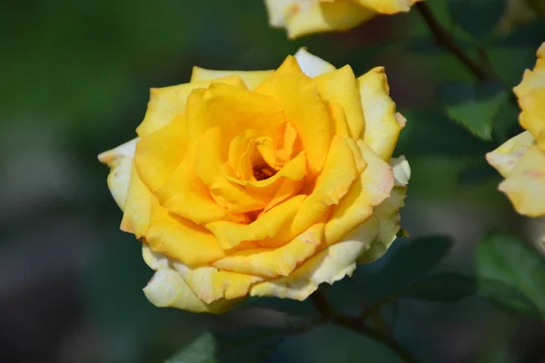 Růže Žlutá Zeleném Pozadí Zahradě — Stock fotografie