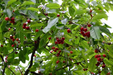 Olgun kırmızı kiraz ağaçta