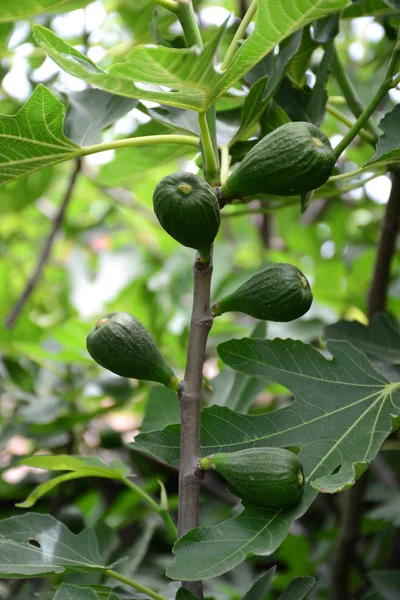 Green Figs Tree — Stock Photo, Image