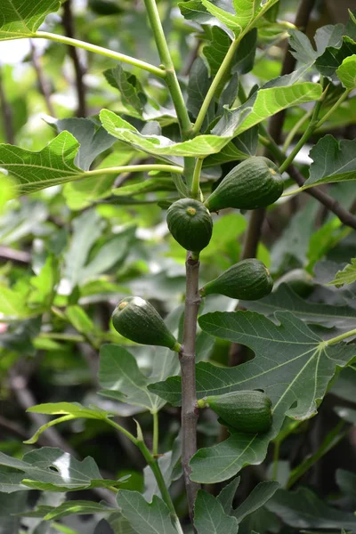 Green Figs Tree — Stock Photo, Image