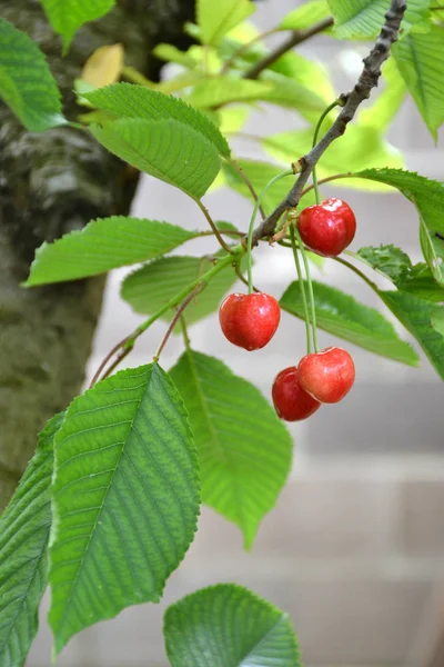 Cereja Vermelha Madura Árvore — Fotografia de Stock