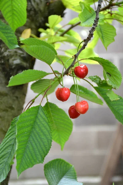 Ripe Red Cherry Tree — Stock Photo, Image