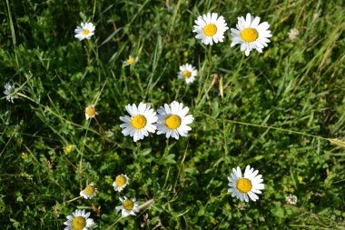 papatya ve alan otlar