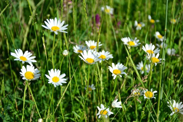 Daisies Field Herbs — Stock Photo, Image