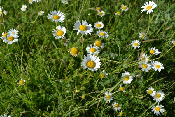 Daisies Field Herbs — Stock Photo, Image