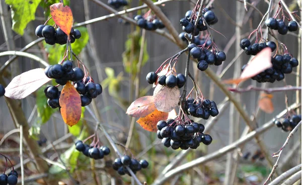ブラックチョークベリー ナナカマドの果実 — ストック写真