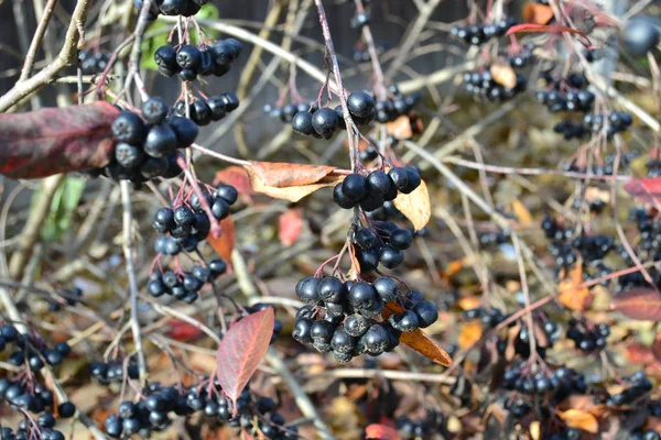 Frutos Cinza Montanha Chokeberry Preto — Fotografia de Stock