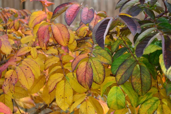 Autumn Multicolored Rose Leaves — Stock Photo, Image