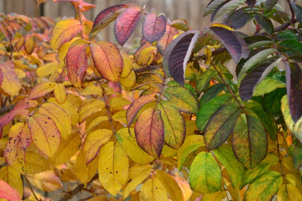 Herfst Veelkleurige Rozenblaadjes — Stockfoto