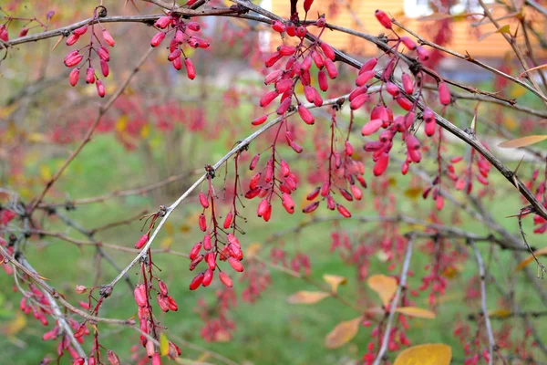 Red Barberry Fruit Branch Garden — Stock Photo, Image