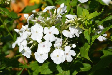 çiçekli otsu bitki Phlox Phlox