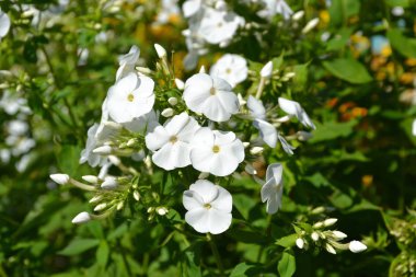 çiçekli otsu bitki Phlox Phlox