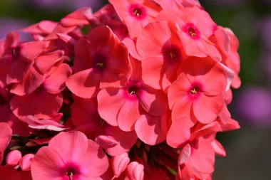 çiçekli otsu bitki Phlox Phlox