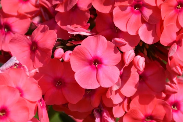 Flowering Herbaceous Plant Phlox Phlox — Stock Photo, Image