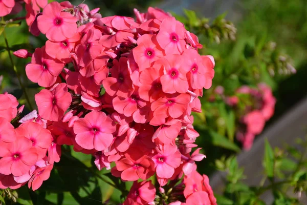 Flowering Herbaceous Plant Phlox Phlox — Stock Photo, Image