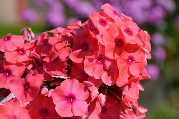 Flowering Herbaceous Plant Phlox Phlox — Stock Photo, Image