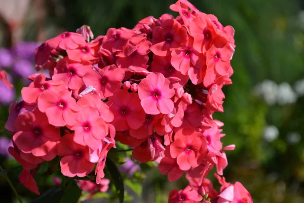 Flowering Herbaceous Plant Phlox Phlox Royalty Free Stock Images