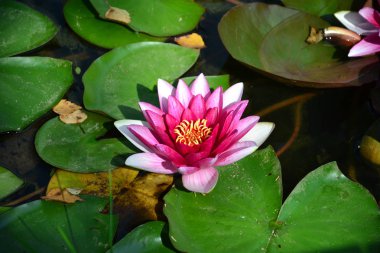 Nilüfer gölet Lily üzerinde