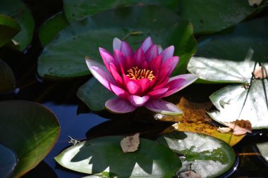 Nilüfer gölet Lily üzerinde