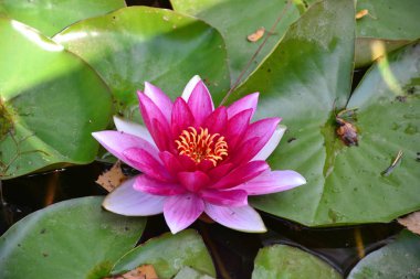 Nilüfer gölet Lily üzerinde