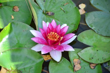 Nilüfer gölet Lily üzerinde