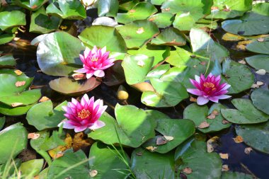 Nilüfer gölet Lily üzerinde