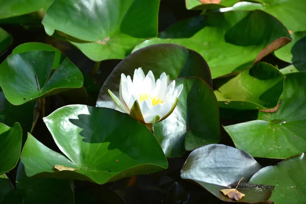 Água Lily Lagoa Lily — Fotografia de Stock