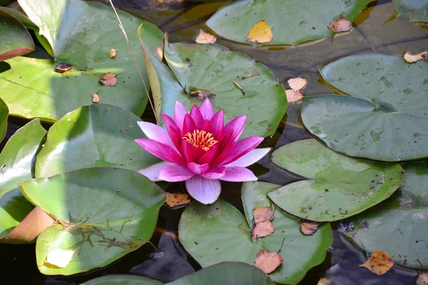 water Lily on the pond Lily