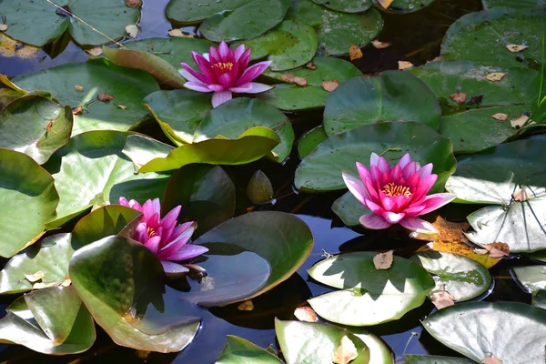 water Lily on the pond Lily