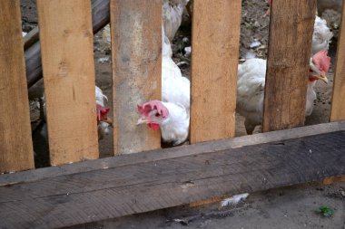 Beyaz tavuk tavuk kümesi içinde kırmızı kret 