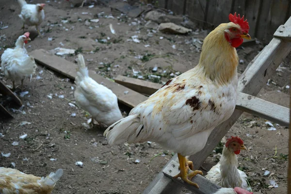 Белый Цыпленок Красным Гребнем Курятнике — стоковое фото
