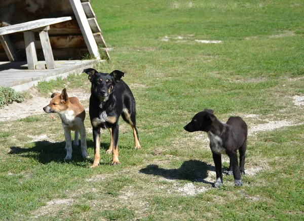 Werf Hond Staat Een Groen Gazon Pup — Stockfoto
