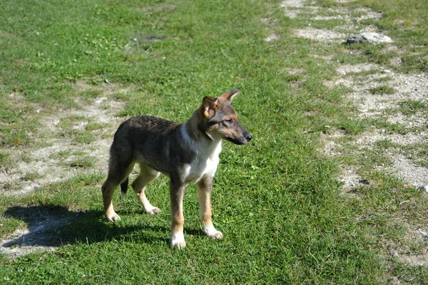 Yard Dog Stands Green Lawn — Stock Photo, Image