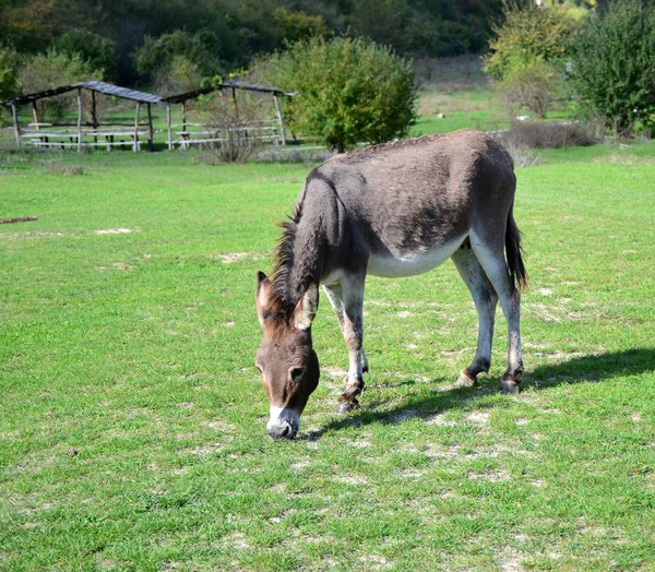 home donkey grazing on the green lawn