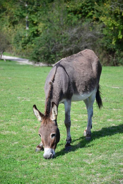 home donkey grazing on the green lawn