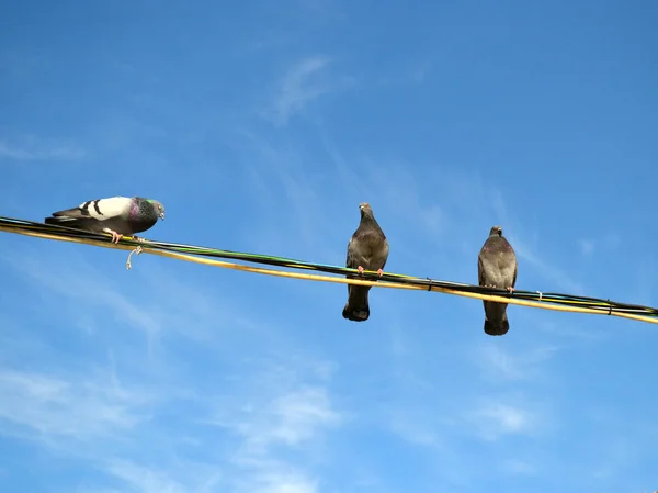 Tauben Sitzen Drähten Gegen Den Blauen Himmel — Stockfoto