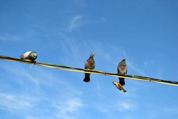 Pigeons Sitting Wires Blue Sky — Stock Photo, Image