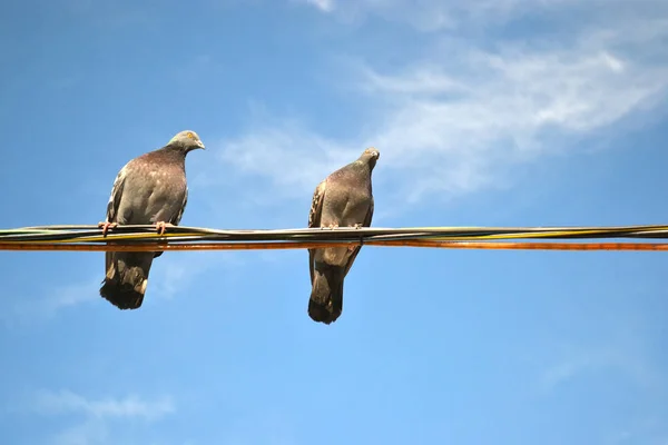 Gołębie Siedzące Drutach Pod Błękitnym Niebem — Zdjęcie stockowe