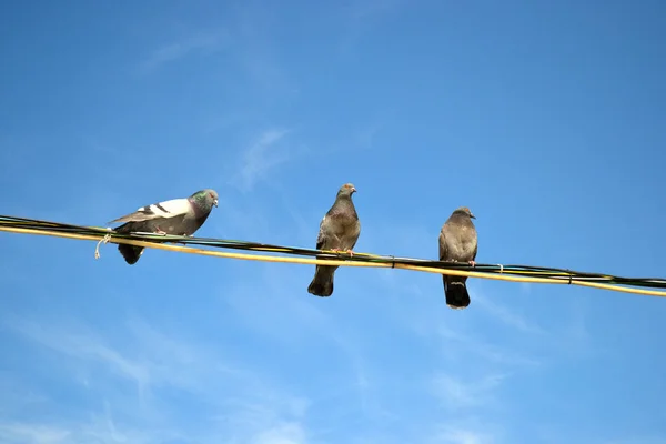 Pigeons Sitting Wires Blue Sky — Stock Photo, Image
