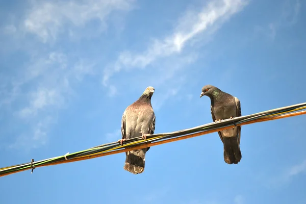 Gołębie Siedzące Drutach Pod Błękitnym Niebem — Zdjęcie stockowe