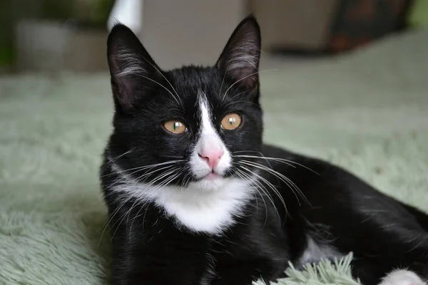 Black Cat Cute Fluffy — Stock Photo, Image