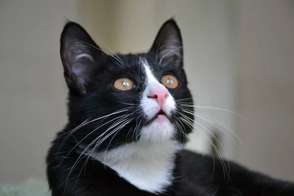 Black Cat Cute Fluffy — Stock Photo, Image